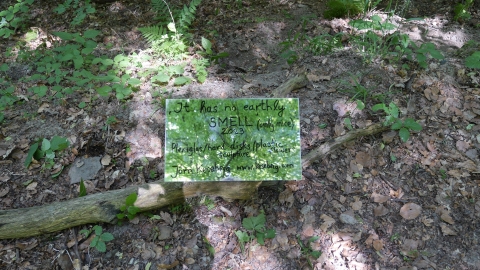 Auf Spiegel der Titel der Arbeit für forestival.de